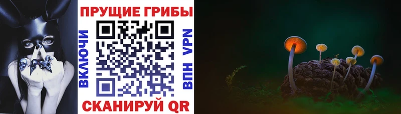 закладка  Лиски  Галлюциногенные грибы Psilocybe 